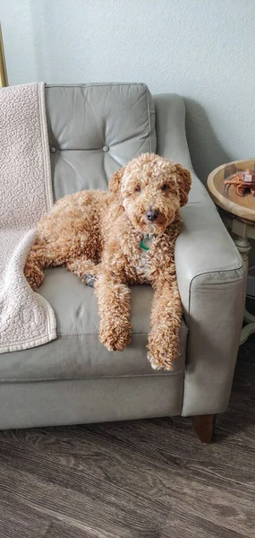 Australian Labradoodle Mix Labrador Retriever Poodle Cocker Spaniel — Stock Photo, Image