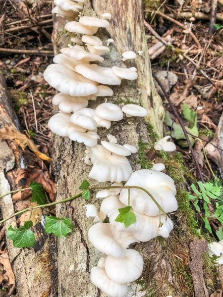 Wilde Paddenstoel Grond Tijdens Een Wandeling Naar Het Park — Stockfoto