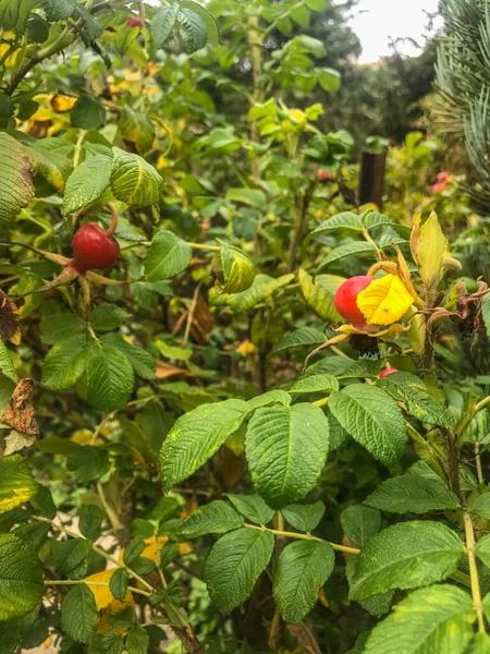 Rose Hip Accessory Fruit Rose Plant Typically Red Orange Ranges — Stock Photo, Image