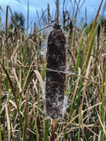 Common Cattail Typha Latifolia Perennial Herbaceous Plant Genus Typha Found — Stock Photo, Image