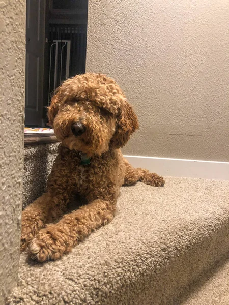 Australian Labradoodle Una Mezcla Entre Labrador Retriever Poodle Cocker Spaniel — Foto de Stock