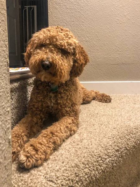 Australian Labradoodle Uma Mistura Entre Labrador Retriever Poodle Cocker Spaniel — Fotografia de Stock