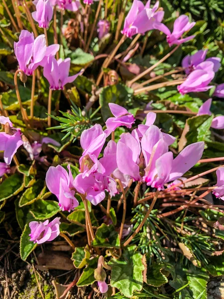 Höstkrokus Colchicum Autumnale Giftig Höstblommande Växt Som Liknar Sanna Krokusen — Stockfoto