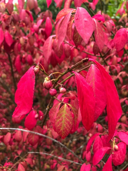 Rouge Dans Les Feuilles Érable Provient Anthocyanine Antioxydant Qui Produit — Photo