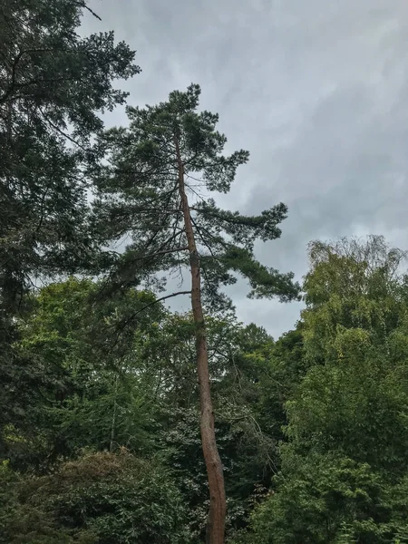 库博塔花园 Kubota Garden 是一个占地20英亩 000米 的日本花园 位于华盛顿州西雅图的Rainier海滩社区 库博塔花园的主要特色包括库博塔露台 池塘项链 — 图库照片