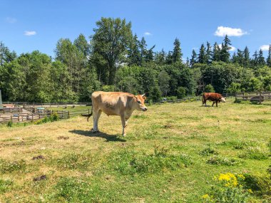 Çiftlik, Sammamish Hayvan Sığınağı 'nın hayvanlarına ev sahipliği yapar. Eskiden evsiz, bakımsız ya da sonsuza dek barınacak bir yere ihtiyaç duyan hayvanların yaşadıkları sürece sevilip bakıldığı bir yerdir..