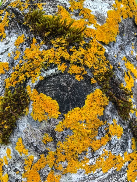 Birch Árbol Caducifolio Hoja Fina Perteneciente Familia Betulaceae — Foto de Stock