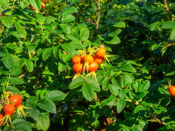 Rose Hip Fruto Acessório Roseira Tipicamente Vermelho Laranja Mas Varia — Fotografia de Stock