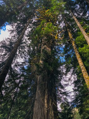 Franklin Şelalesi, Snoqualmie Nehri 'nin güney çatalında, South Fork Snoqualmie Nehri üzerindeki üç büyük şelaleden ilki olan bir şelaledir. Şelale, Amerika Birleşik Devletleri 'nin başkenti Washington' daki King County 'de Snoqualmie Geçidi yakınlarında yer almaktadır.