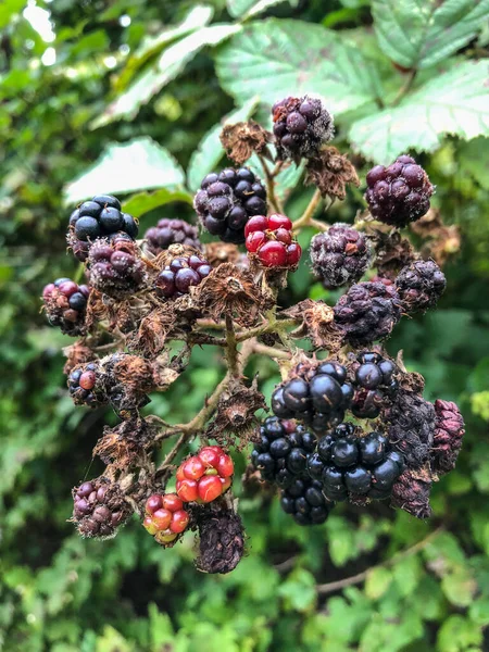 Himalayan Blackberry Rubus Armeniacus Species Rubus Native Armenia Northern Iran — Stock Photo, Image