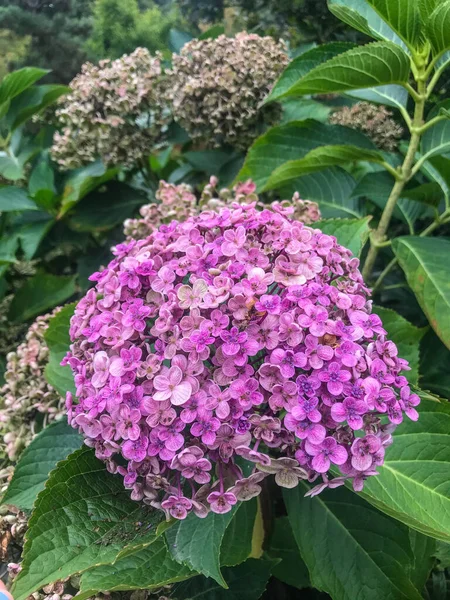 Чай Небес Hydrangea Serrata Разновидность Цветущего Растения Семейства Hydrangeaceae Родом — стоковое фото