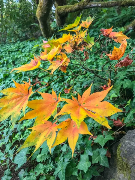 Kubota Garden Jardim Japonês 000 Bairro Rainier Beach Seattle Washington — Fotografia de Stock