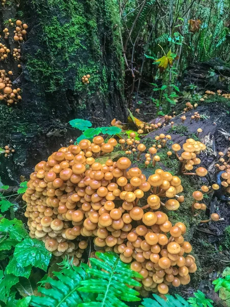 Paddo Psilocybe Azurescens Een Paddenstoel Uit Familie Paddenstoelen Psilocybe Azurescens — Stockfoto