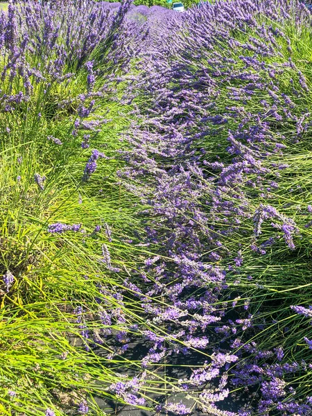 英語ラベンダー Lavandula Angustifolia 地中海原産のラミア科の開花植物です — ストック写真