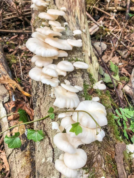 Wilde Paddenstoel Grond Tijdens Een Wandeling Naar Het Park — Stockfoto