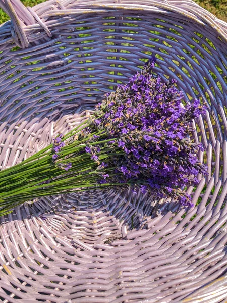 Englischer Lavendel Lavandula Angustifolia Ist Eine Blühende Pflanze Aus Der — Stockfoto
