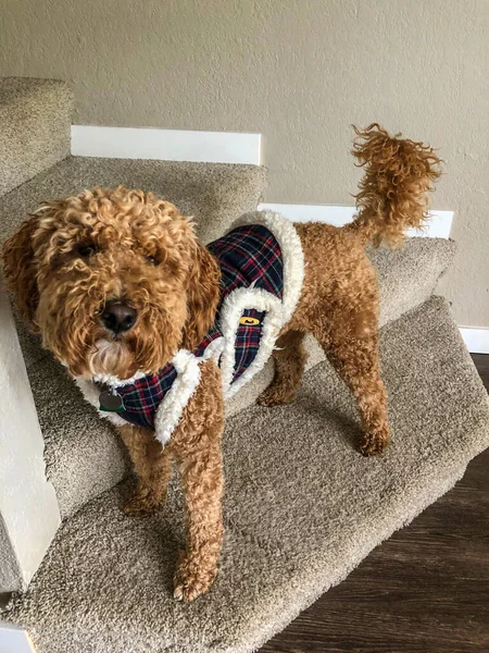 Australian Labradoodle Смесь Лабрадорского Ретривера Пуделя Кокер Спаниеля — стоковое фото