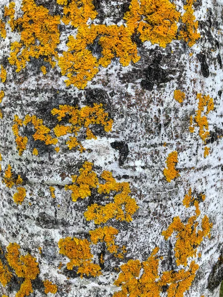 Birch Een Dunne Loofboom Van Het Geslacht Betula Uit Familie — Stockfoto