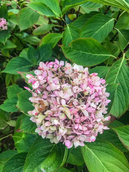 Чай Небес Hydrangea Serrata Разновидность Цветущего Растения Семейства Hydrangeaceae Родом — стоковое фото