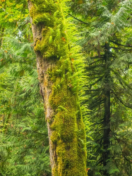 Saint Edward State Park Parque 128 Hectáreas Kenmore Washington Kirkland — Foto de Stock