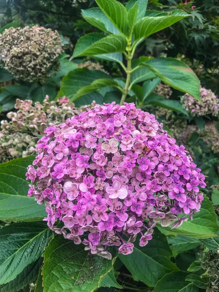 Чай Небес Hydrangea Serrata Разновидность Цветущего Растения Семейства Hydrangeaceae Родом — стоковое фото