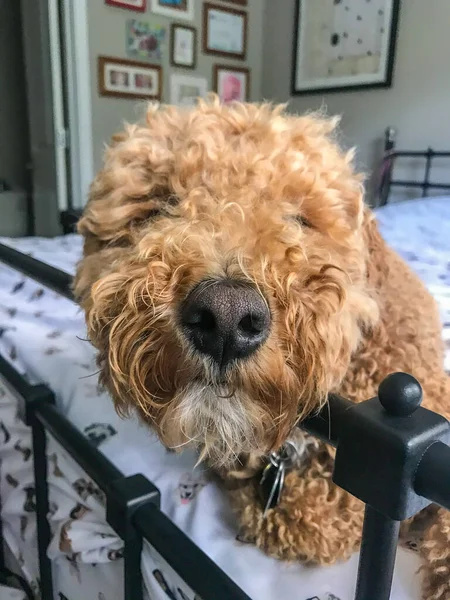 Australian Labradoodle Смесь Лабрадорского Ретривера Пуделя Кокер Спаниеля — стоковое фото