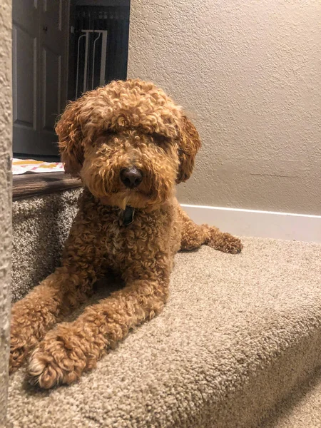 Australian Labradoodle Una Mezcla Entre Labrador Retriever Poodle Cocker Spaniel — Foto de Stock