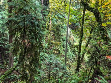 Saint Edward State Park, Kenmore, Washington ve Kirkland, Washington 'da bulunan 316 hektarlık bir parktır. Bisikletçiler ve yürüyüşçüler için parkta bir dizi patika var. Orman tepe örtüsü öncelikle Batı Redcedar 'daki Douglas-fir Sahili' nden oluşur.