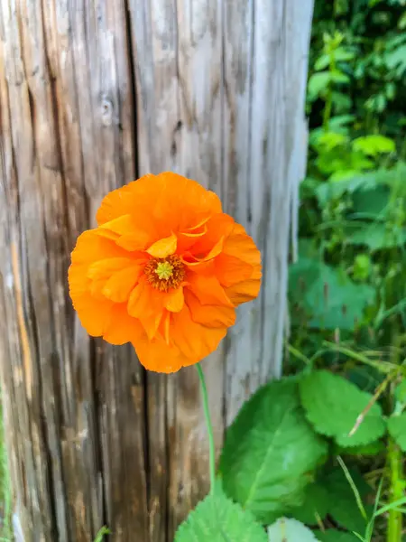 Schlafmohn Papaver Somniferum Ist Die Pflanzenart Aus Der Opium Und — Stockfoto