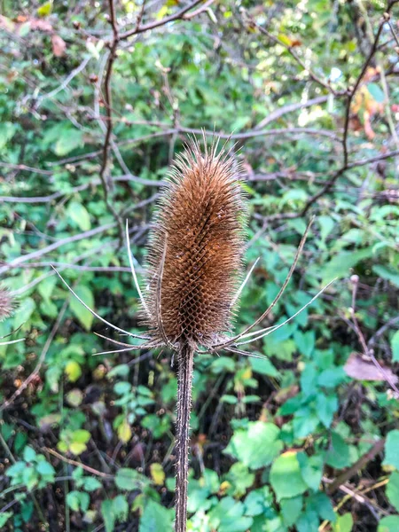 野生茶树 Dipsacus Fullonum 是一种原产于欧亚大陆和北非的开花植物 但在美洲 南部非洲 澳大利亚和新西兰被称为引种种 通常是一种有毒杂草 花序是一种 — 图库照片