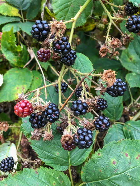 Himalayan Blackberry Rubus Armeniacus Species Rubus Native Armenia Northern Iran — Stock Photo, Image