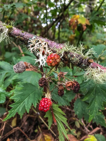 Himalayan Blackberry Rubus Armeniacus Species Rubus Native Armenia Northern Iran — Stock Photo, Image