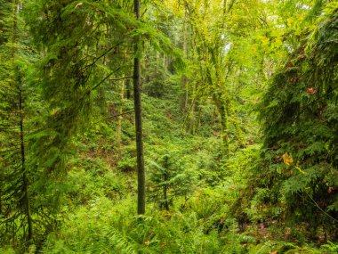 Saint Edward State Park, Kenmore, Washington ve Kirkland, Washington 'da bulunan 316 hektarlık bir parktır. Bisikletçiler ve yürüyüşçüler için parkta bir dizi patika var. Orman tepe örtüsü öncelikle Batı Redcedar 'daki Douglas-fir Sahili' nden oluşur.