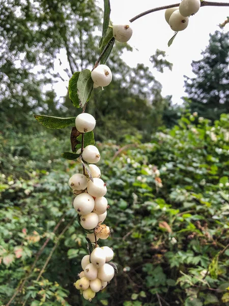 Die Gemeine Schneebeere Symphoricarpos Albus Ist Eine Blütenpflanze Aus Der — Stockfoto