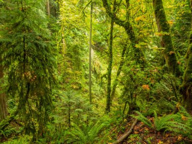 Saint Edward State Park, Kenmore, Washington ve Kirkland, Washington 'da bulunan 316 hektarlık bir parktır. Bisikletçiler ve yürüyüşçüler için parkta bir dizi patika var. Orman tepe örtüsü öncelikle Batı Redcedar 'daki Douglas-fir Sahili' nden oluşur.