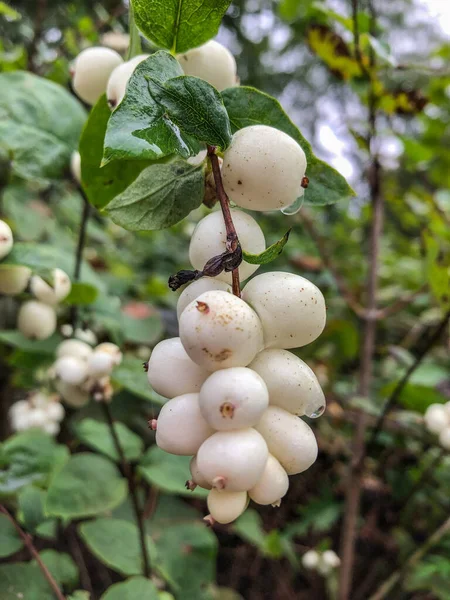 Gewone Sneeuwbes Symphoricarpos Albus Een Plant Uit Familie Kamperfoelie Honeysuckle — Stockfoto