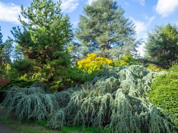 Kubota Garden Hektar Stor 81000 Japansk Trädgård Rainier Beach Seattle — Stockfoto