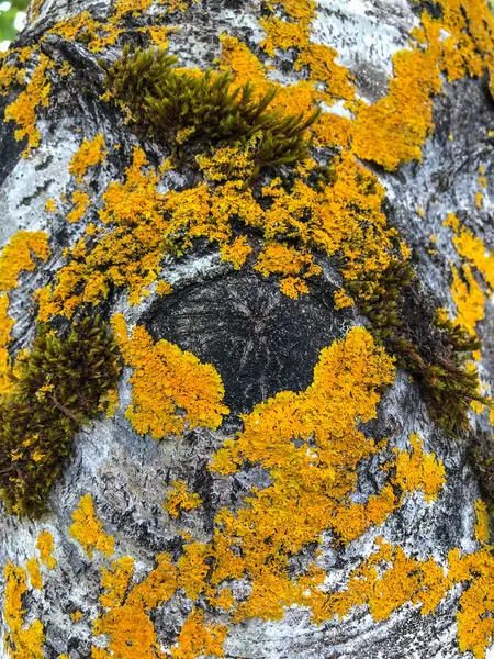 Birch Betulaceae Familyasından Betula Cinsine Ait Ince Yapraklı Bir Yaprak — Stok fotoğraf