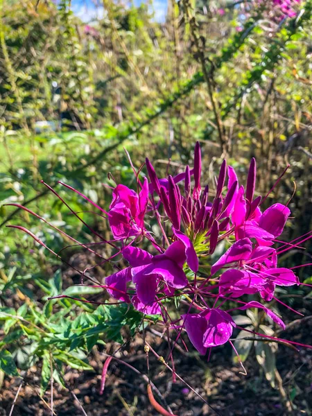 Kardinal Çiçeği Lobelia Cardinalis Çan Çiçekleri Familyasından Kanada Nın Güneydoğusundan — Stok fotoğraf