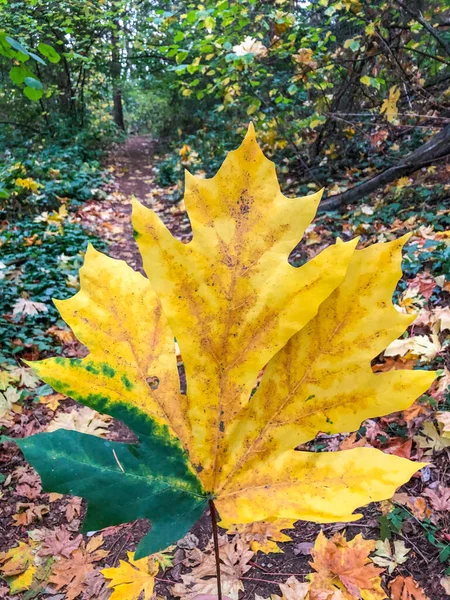 Arce Hoja Grande Acer Macrophyllum Gran Árbol Caducifolio Del Género — Foto de Stock