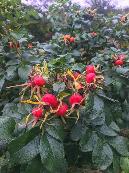 Rose Hip Accessory Fruit Rose Plant Typically Red Orange Ranges — Stock Photo, Image