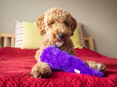 Avustralya Labradoodle, Labrador Retriever, Fino ve Cocker Spaniel 'in karışımıdır..