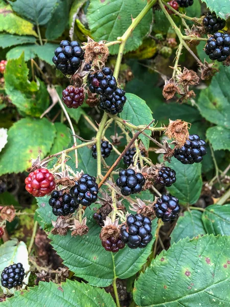 Himalayan Blackberry Rubus Armeniacus Species Rubus Native Armenia Northern Iran — Stock Photo, Image