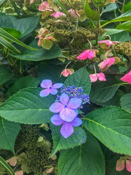 Чай Небес Hydrangea Serrata Разновидность Цветущего Растения Семейства Hydrangeaceae Родом — стоковое фото