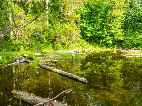 Burfoot Park Een Openbaar Park Thurston County Washington Burfoot Park — Stockfoto