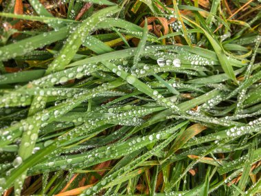 Yağmurdan sonra yeşil yapraklı su damlacıkları.