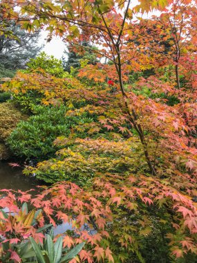 Kubota Garden, Washington, Seattle 'da bulunan Rainier Beach' te 81.000 metrekarelik bir Japon bahçesidir. Kubota Bahçesi 'nin başlıca özellikleri Kubota Terası, Bambu Korusu, Göletlerin Kolyesi, Dağ Yamacıdır., 