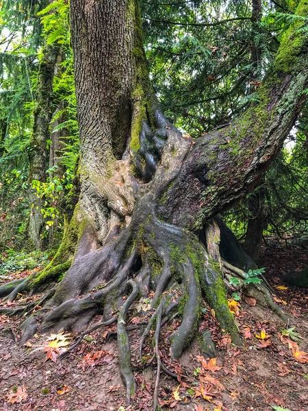 Saint Edward State Park Parque 128 Hectáreas Kenmore Washington Kirkland — Foto de Stock