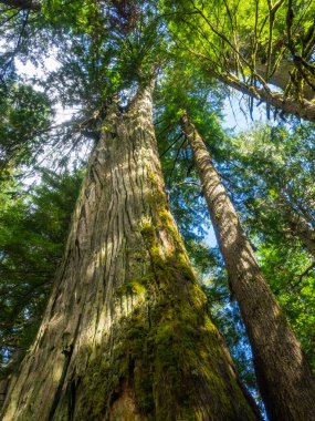Franklin Şelalesi, Snoqualmie Nehri 'nin güney çatalında, South Fork Snoqualmie Nehri üzerindeki üç büyük şelaleden ilki olan bir şelaledir. Şelale, Amerika Birleşik Devletleri 'nin başkenti Washington' daki King County 'de Snoqualmie Geçidi yakınlarında yer almaktadır.
