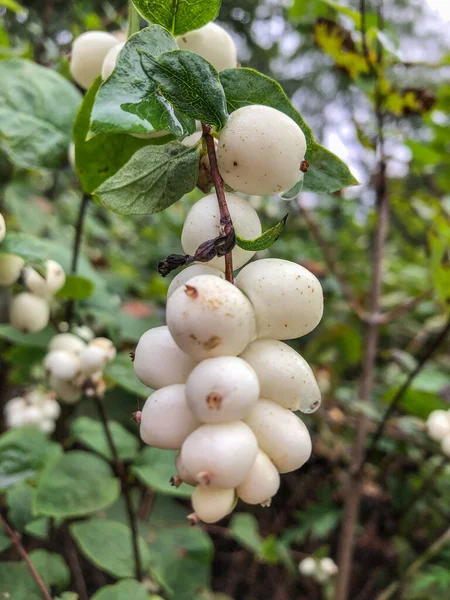 Gewone Sneeuwbes Symphoricarpos Albus Een Plant Uit Familie Kamperfoelie Honeysuckle — Stockfoto